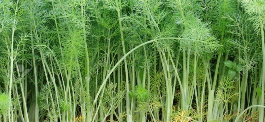 Fennel: photo, cultivation