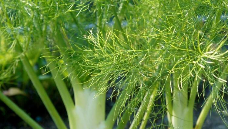 Fennel seeds, cultivation