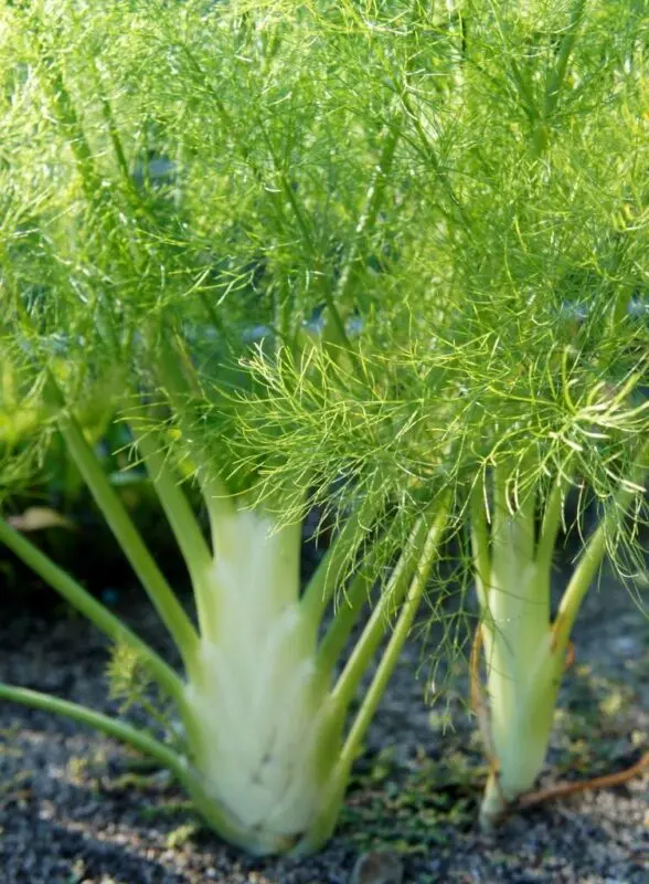 Fennel seeds, cultivation