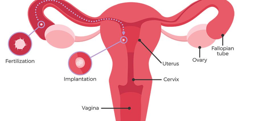 Fertilization: how do you get pregnant?