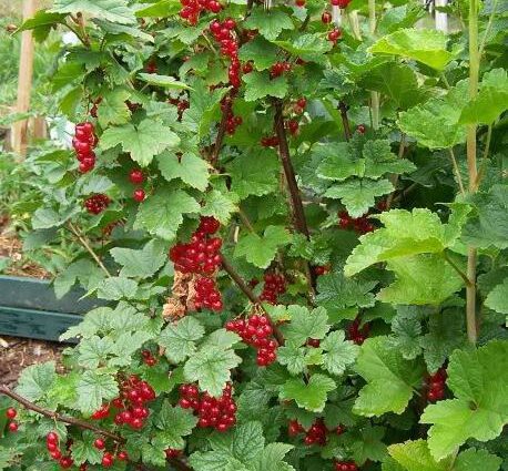 Fertilizer for currants: what are needed