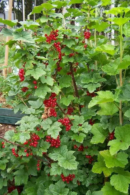 Fertilizer for currants: what are needed