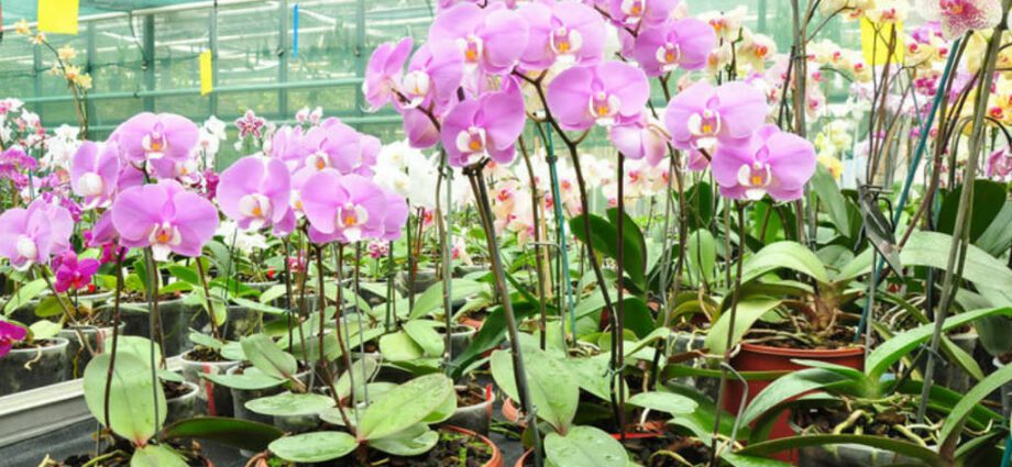 Fertilizante para orquídeas, para floración casera