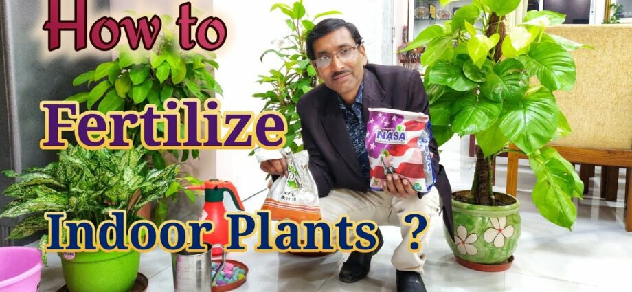 Fertilizers for indoor plants