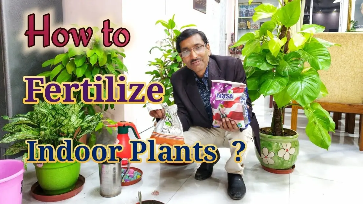 Fertilizers for indoor plants