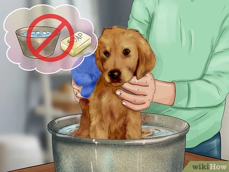 Fièvre chez le chien : soigner un chien fiévreux