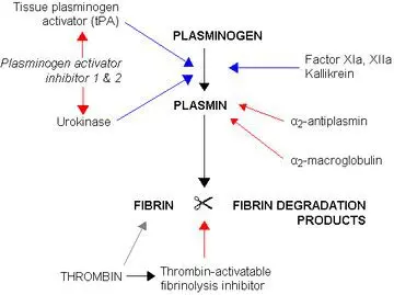 Fibrinolysis: definition, causes and treatments