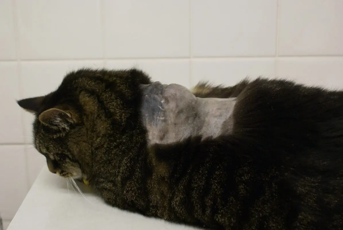 Fibrosarcoma in cats: how to treat it?