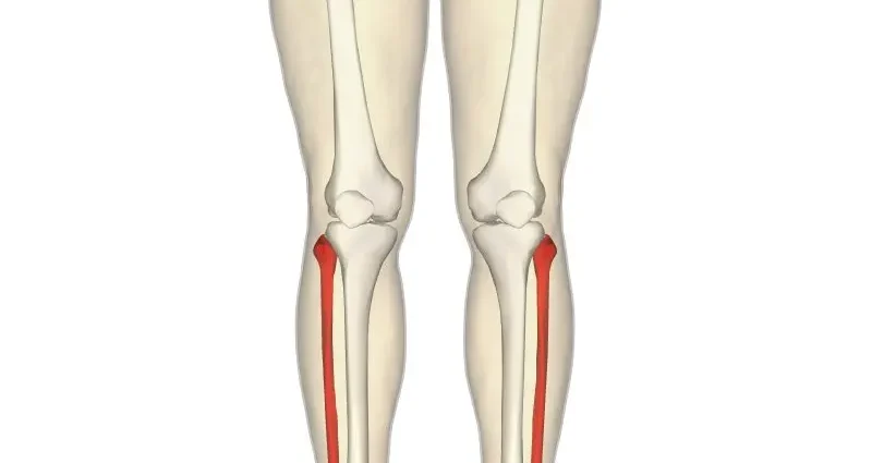 Fibula