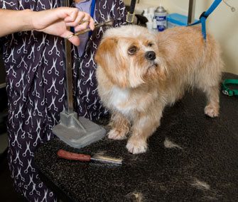 Fine or awful? Groomer turns dogs into living paintings