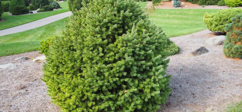 Fir: planting and care, growing