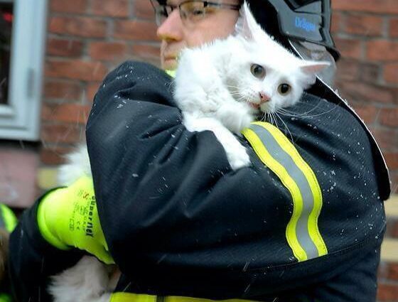 Firefighter rescued a cat from the fire and became a star of the network &#8211; video