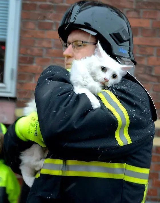 Firefighter rescued a cat from the fire and became a star of the network &#8211; video