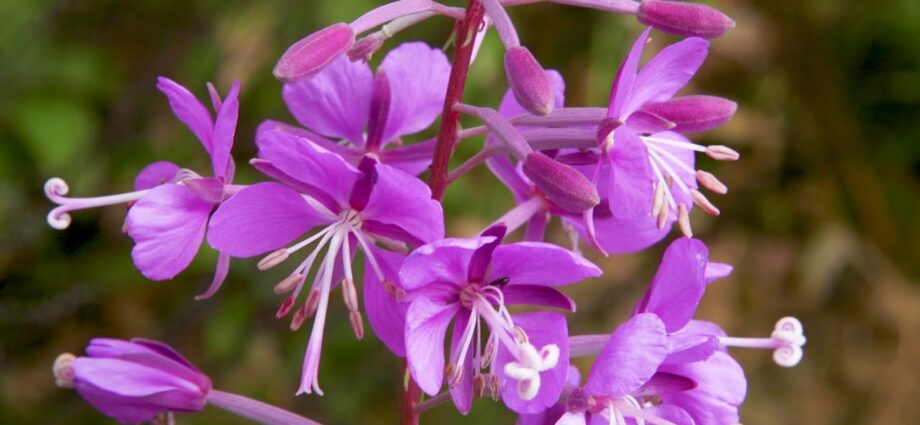 Fireweed: beneficial properties. Video