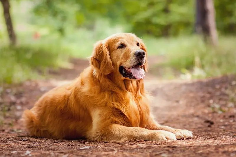 First pet: dog