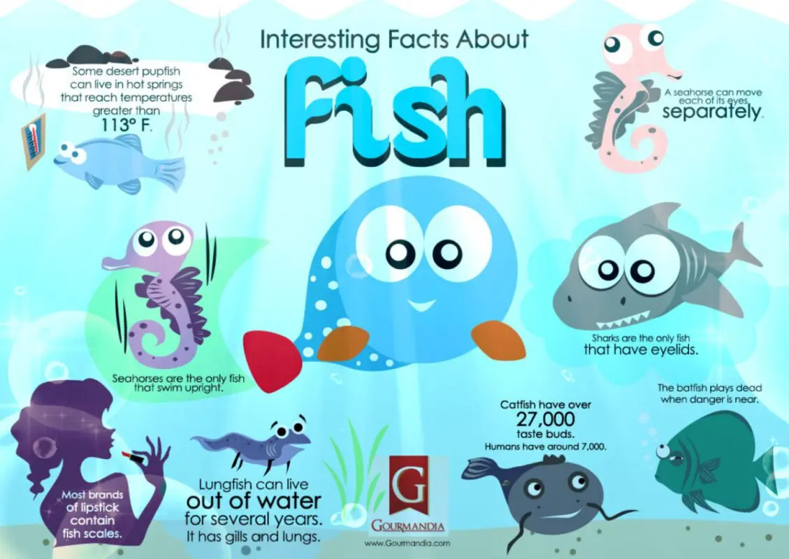 Fish facts