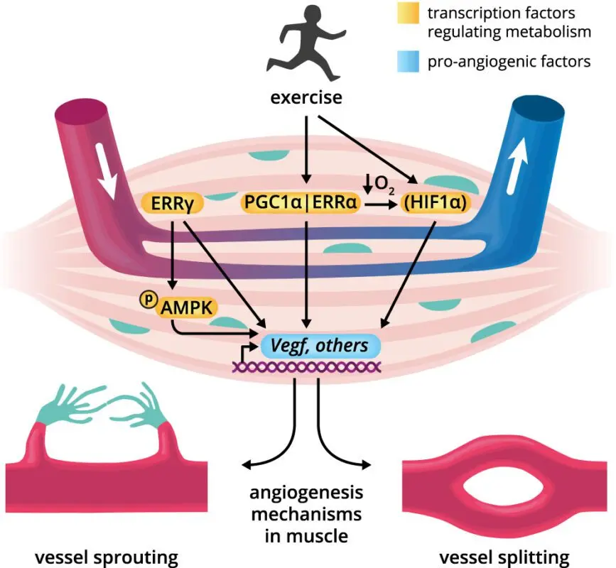 Fitness Angiogenesis