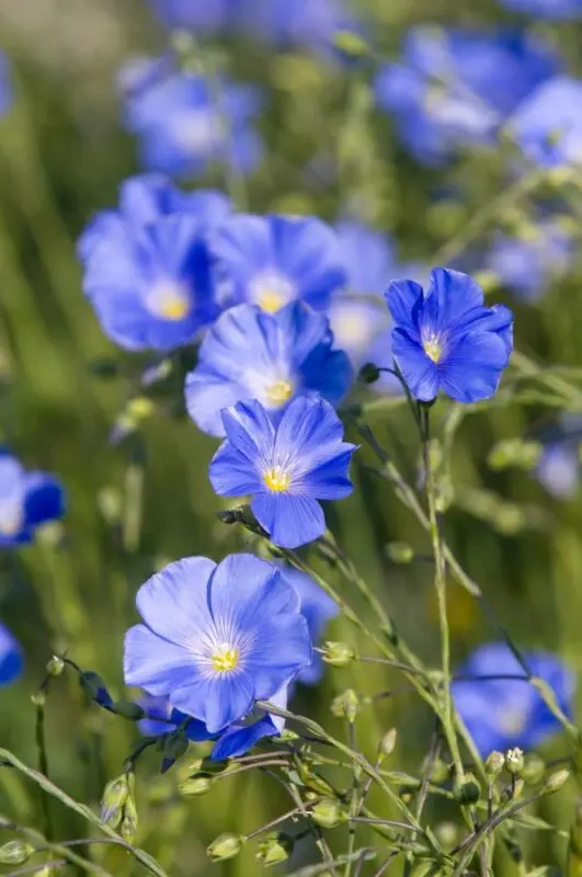 Flax plant: description