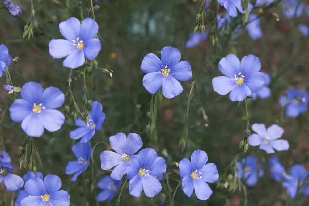 Flax types: perennial, large-flowered