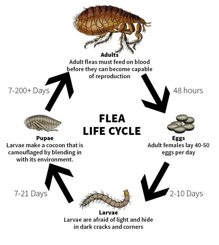 Flea egg: how to get rid of it?