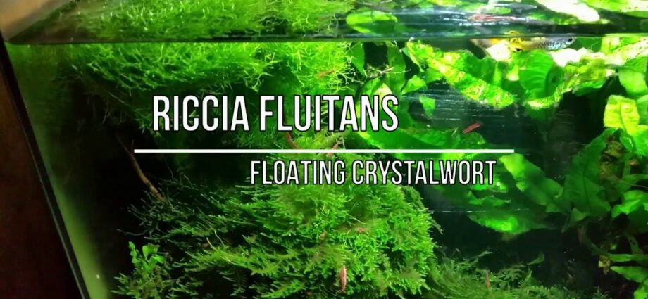 Floating Riccia plant