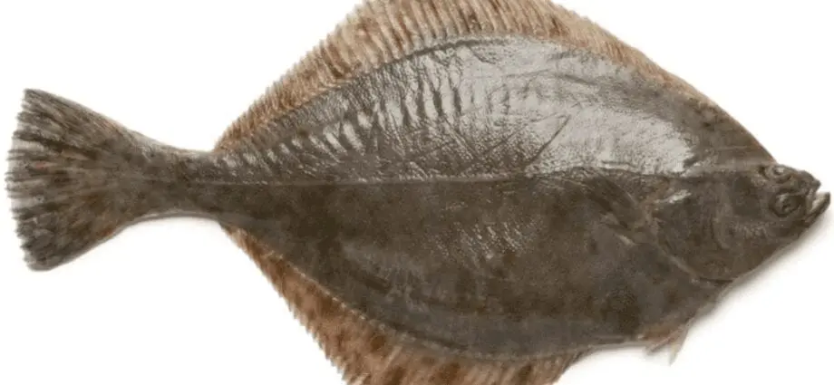 Flounder dishes: calorie content and useful properties of flounder. Video
