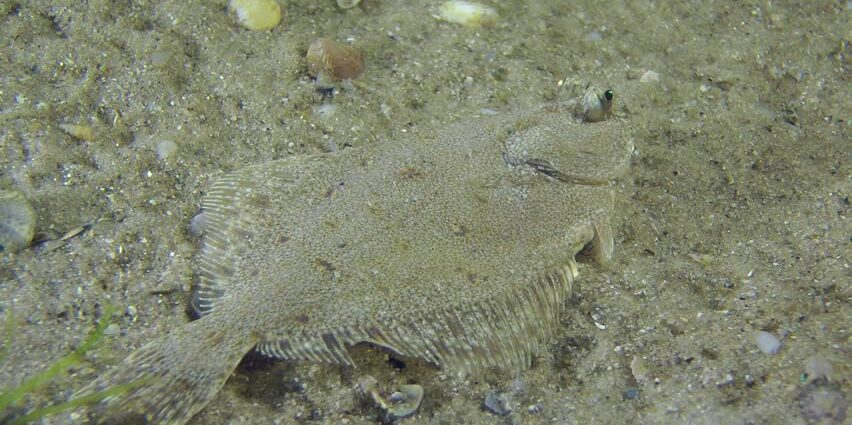 Flounder in sauce: a seaside classic. Video