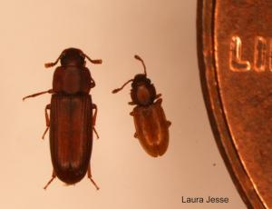 Flour beetle in the apartment, photo, how to get rid