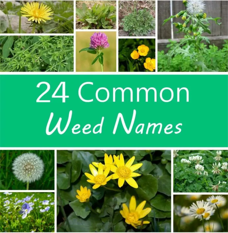 Flowers weeds: names