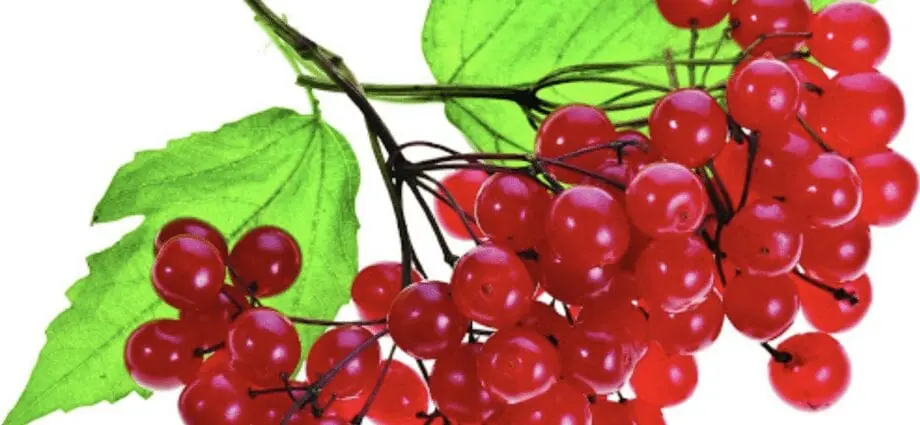 Folk recipes with viburnum berry: beneficial properties. Video