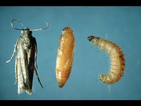 Food moth: how to get rid of? Video – Healthy Food Near Me