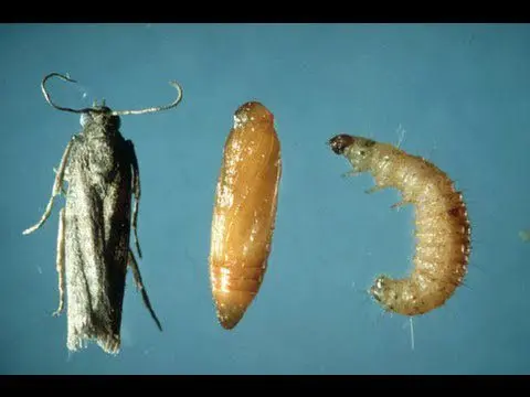 Food moth: how to get rid of? Video
