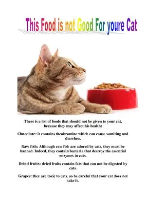 Foods that should not be given to cats