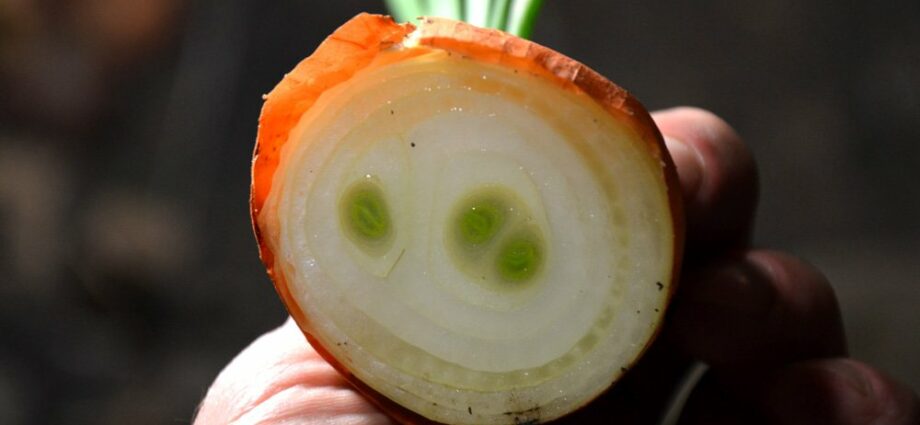 Forcing onions on a feather