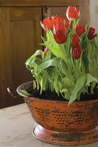 Forcing tulips by March