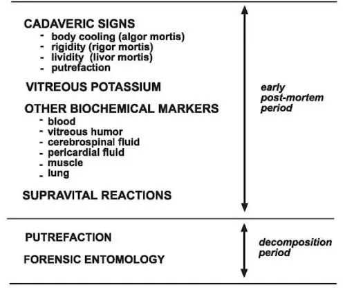 Forensic medicine: how to determine the time of the crime?
