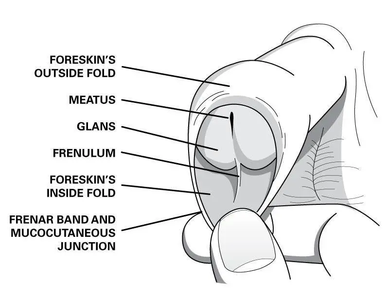 Foreskin care: all you need to know