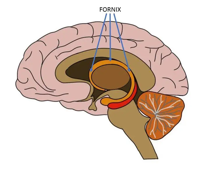 fornix