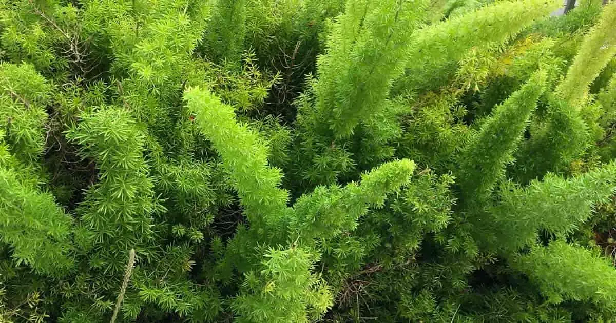 Fox-tailed Mirikaria, planting and care