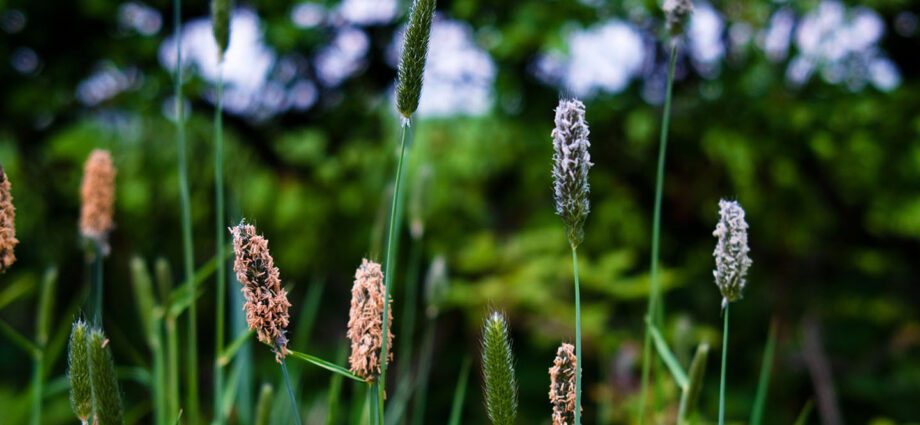 Foxtail &#8211; meadow plant