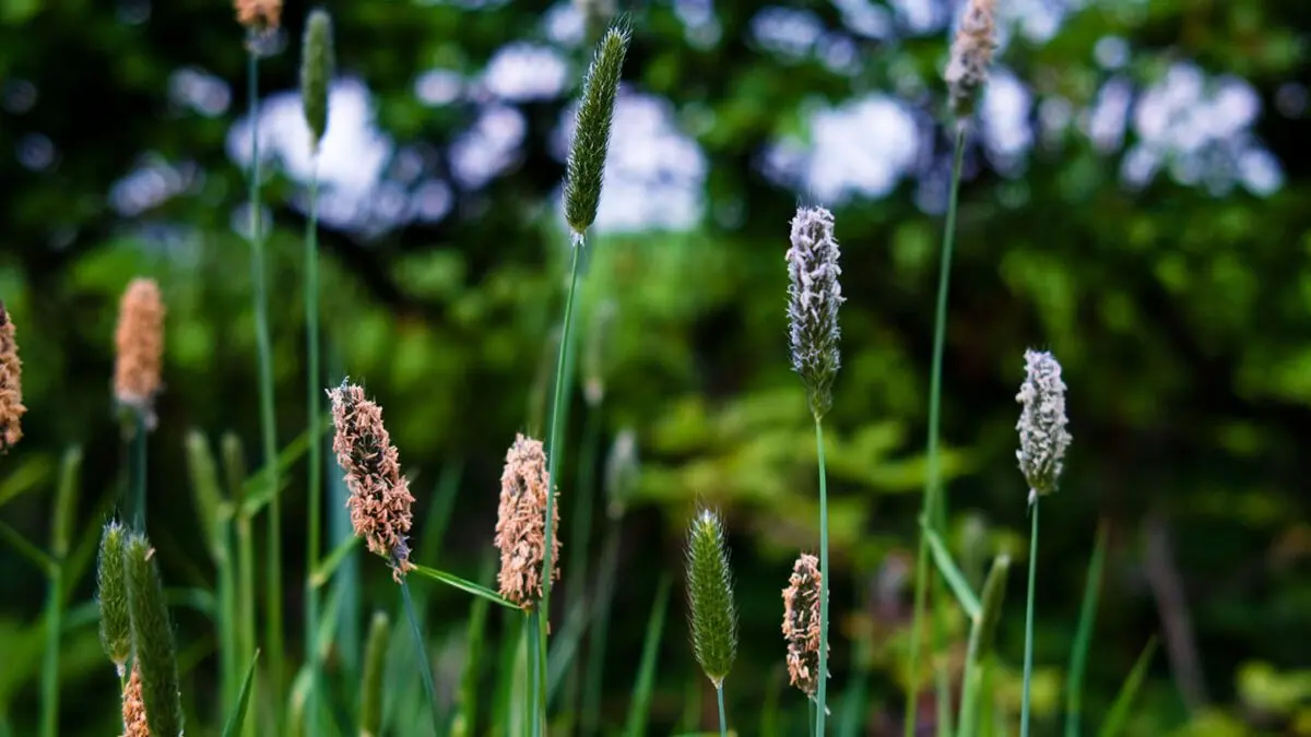 Foxtail &#8211; meadow plant