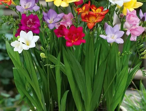 Freesia: planting and care