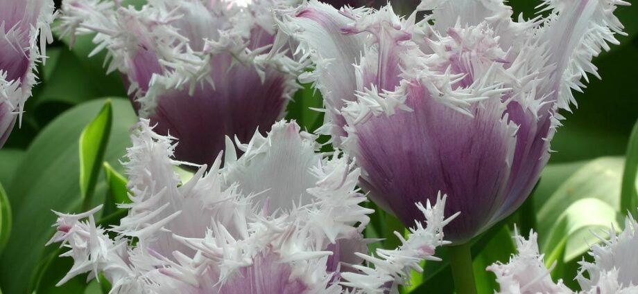 Fringed tulip: varieties, photo