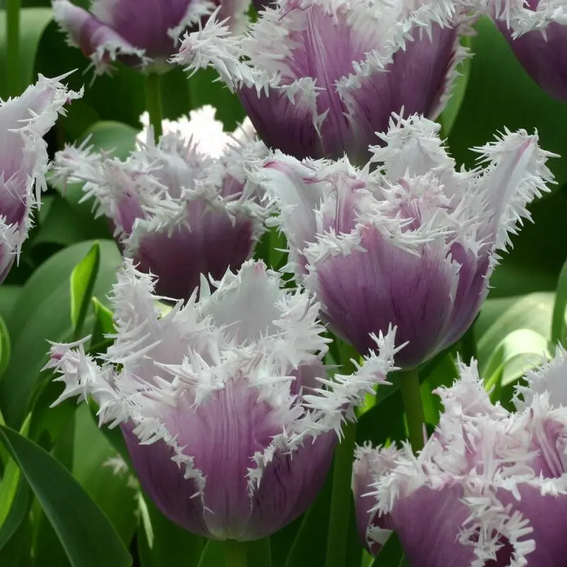 Fringed tulip: varieties, photo