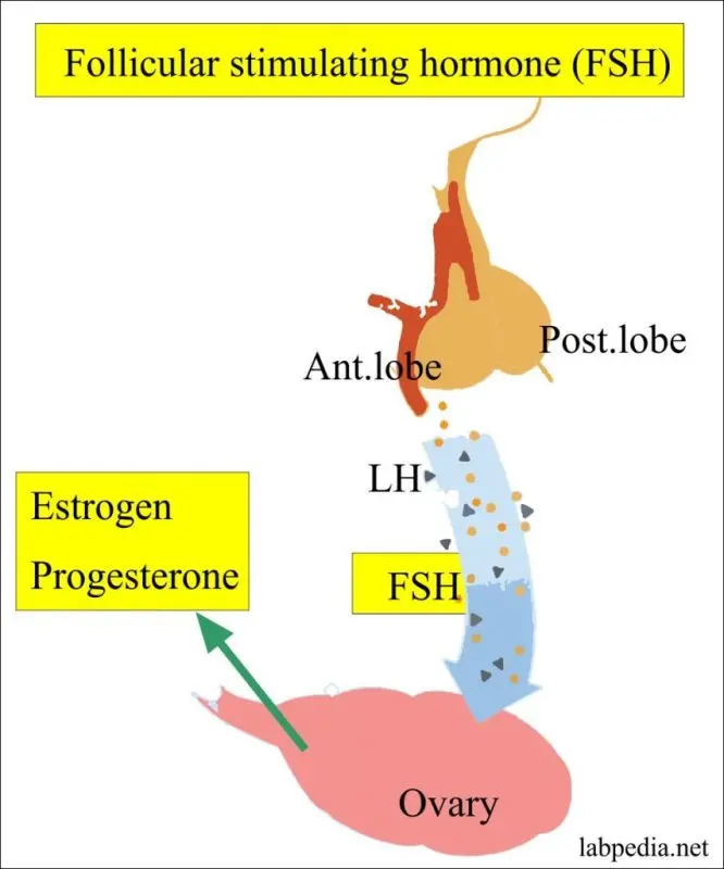 FSH or Folliculostimulating Hormone