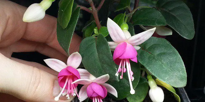 Fuchsia at home: care and reproduction. Video