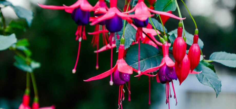 Fuchsia flower: home care