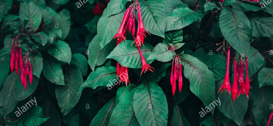 Fuchsia leaves