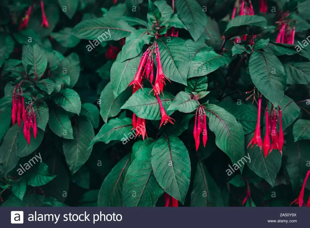 Fuchsia leaves