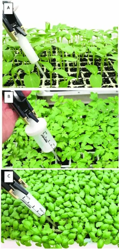 Fungicides: application